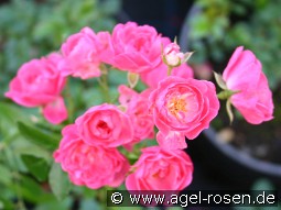 Lovely Fairy kaufen, clicken für mehr Details Lovely Fairy