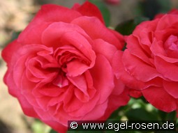 Ludwigshafen am Rhein kaufen, clicken für mehr Details Ludwigshafen am Rhein