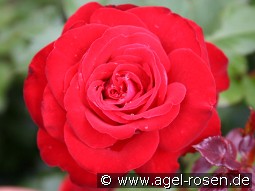 Lübecker Rotspon kaufen, clicken für mehr Details Lübecker Rotspon