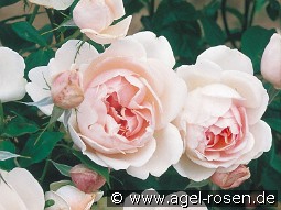 Madame Figaro kaufen, clicken für mehr Details Madame Figaro