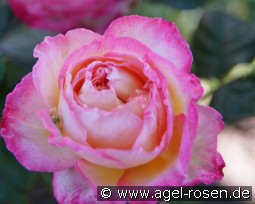 Madame de Stael kaufen, clicken für mehr Details Madame de Stael