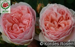 Märchenzauber kaufen, clicken für mehr Details Märchenzauber