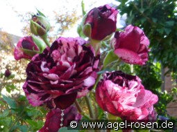 Magdas Rose kaufen, clicken für mehr Details Magdas Rose