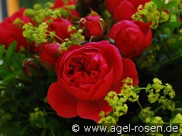 Magic Rokoko kaufen, clicken für mehr Details Magic Rokoko