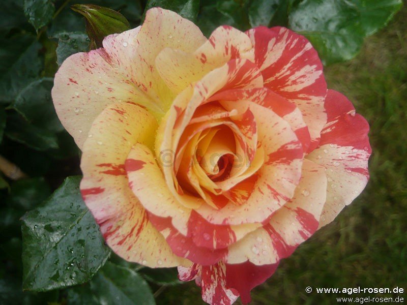 Rose ‘Malerrose ‘Alfred Sisley‘‘ (2-Liter Biotopf)