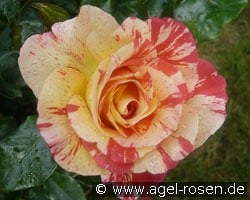 Malerrose 'Alfred Sisley' kaufen, clicken für mehr Details Malerrose 'Alfred Sisley'