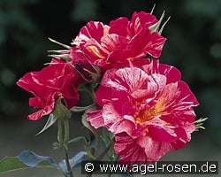 Malerrose 'Edgar Degas' kaufen, clicken für mehr Details Malerrose 'Edgar Degas'