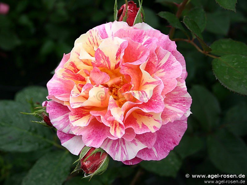 Rose ‘Malerrose ‘Maurice Utrillo‘‘ (2-Liter Biotopf)
