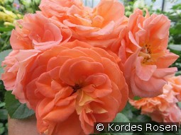 Mango kaufen, clicken für mehr Details Mango