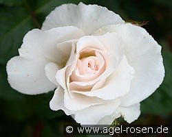 Margaret Merril kaufen, clicken für mehr Details Margaret Merril