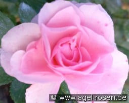 Margarita Romanjuk kaufen, clicken für mehr Details Margarita Romanjuk