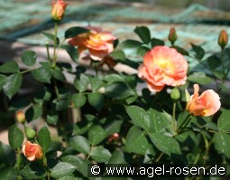 Margrit Sofie kaufen, clicken für mehr Details Margrit Sofie