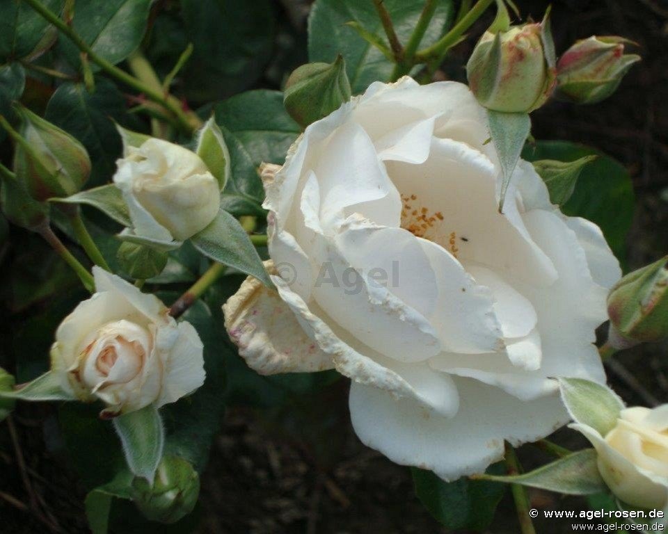 Rose ‘Maria Mathilda ‘ (wurzelnackte Rose)