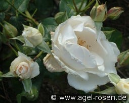 Maria Mathilda kaufen, clicken für mehr Details Maria Mathilda