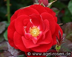 Mariandel kaufen, clicken für mehr Details Mariandel