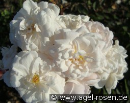 Marie Pavic kaufen, clicken für mehr Details Marie Pavic