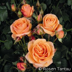 Marimba kaufen, clicken für mehr Details Marimba