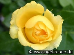 Marselisborg syn. Schloss Neuschwanstein kaufen, clicken für mehr Details Marselisborg syn. Schloss Neuschwanstein