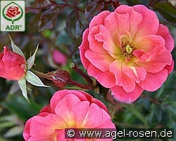 Maxi Vita kaufen, clicken für mehr Details Maxi Vita