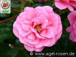 Medley Pink kaufen, clicken für mehr Details Medley Pink