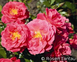 Melusina kaufen, clicken für mehr Details Melusina