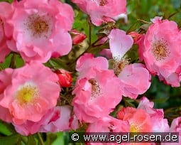 Michel Bras kaufen, clicken für mehr Details Michel Bras