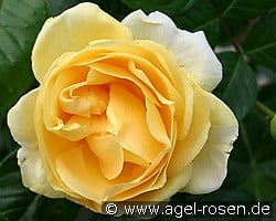 Michelangelo kaufen, clicken für mehr Details Michelangelo