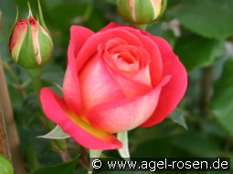 Midsummer kaufen, clicken für mehr Details Midsummer