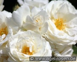 Midsummersnow kaufen, clicken für mehr Details Midsummersnow