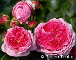 Modern Art kaufen, clicken für mehr Details Modern Art