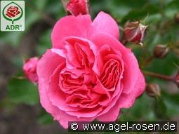 Moin Moin syn. Pink Flower Circus kaufen, clicken für mehr Details Moin Moin syn. Pink Flower Circus