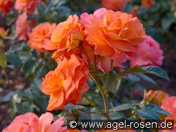 Morning Sun kaufen, clicken für mehr Details Morning Sun