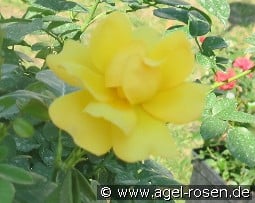 Mulan kaufen, clicken für mehr Details Mulan