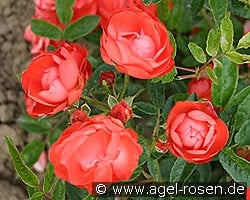 Muttertag Orange kaufen, clicken für mehr Details Muttertag Orange