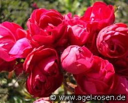 Muttertag Rot kaufen, clicken für mehr Details Muttertag Rot