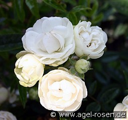 Muttertag Weiß kaufen, clicken für mehr Details Muttertag Weiß