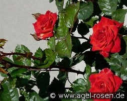 Najac Castle kaufen, clicken für mehr Details Najac Castle