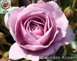 Nautica kaufen, clicken für mehr Details Nautica