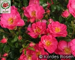 Neon kaufen, clicken für mehr Details Neon