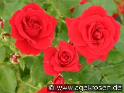 Nina Weibull kaufen, clicken für mehr Details Nina Weibull