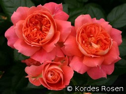 Orange Flower Circus kaufen, clicken für mehr Details Orange Flower Circus