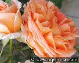 Orange Meilove kaufen, clicken für mehr Details Orange Meilove