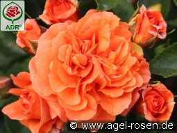 Orangerie kaufen, clicken für mehr Details Orangerie