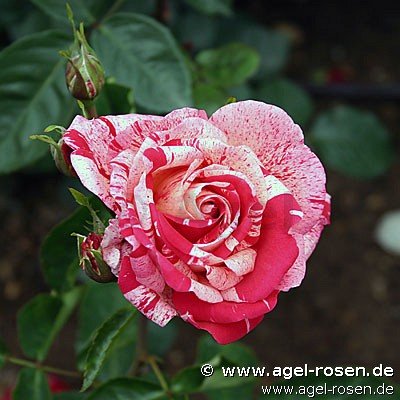 Rose ‘Papageno‘ (Hochstamm (~90cm) im 6,5l Topf )