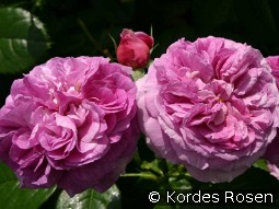 Parfum Flower Circus kaufen, clicken für mehr Details Parfum Flower Circus