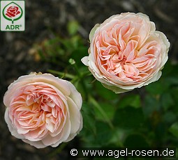 Pastella kaufen, clicken für mehr Details Pastella