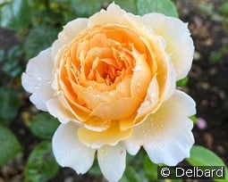 Patrick Devedjian kaufen, clicken für mehr Details Patrick Devedjian