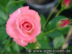 Pepino 87 kaufen, clicken für mehr Details Pepino 87