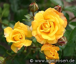 Petito kaufen, clicken für mehr Details Petito