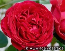 Pietra Palace kaufen, clicken für mehr Details Pietra Palace